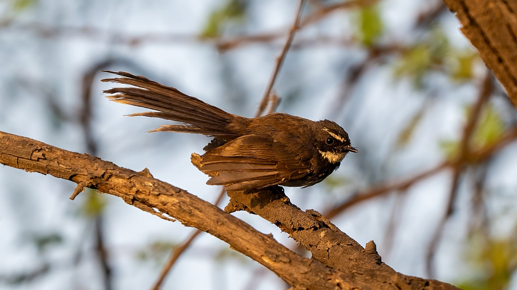 White-throated Fantail 